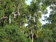 Korvträd (K. africana)