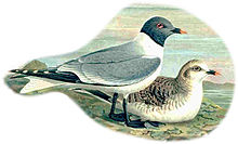 En adult tärnmås i sommardräkt i förgrunden och en något felaktigt avbildad juvenil i bakgrunden. En juvenil fågel har exempelvis inte gul näbbspets.