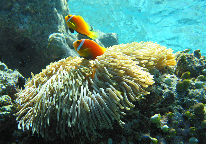 Fil:Maldive anemonefish.jpg