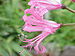 Nerine bowdenii