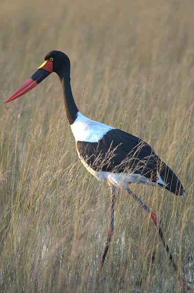 Fil:Saddle-billed-stork-in-Okawango-delta-2.jpg