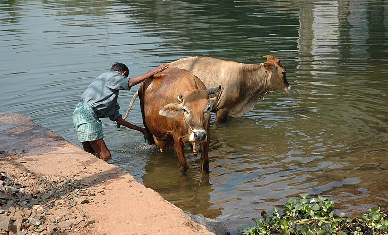 Fil:Washing cows.JPG