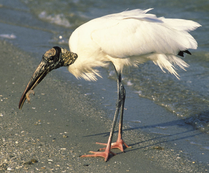 Fil:Woodstork17.jpg