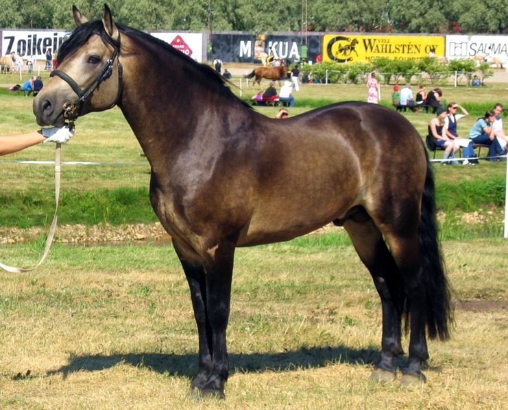 Fil:Connemara stallion.jpg