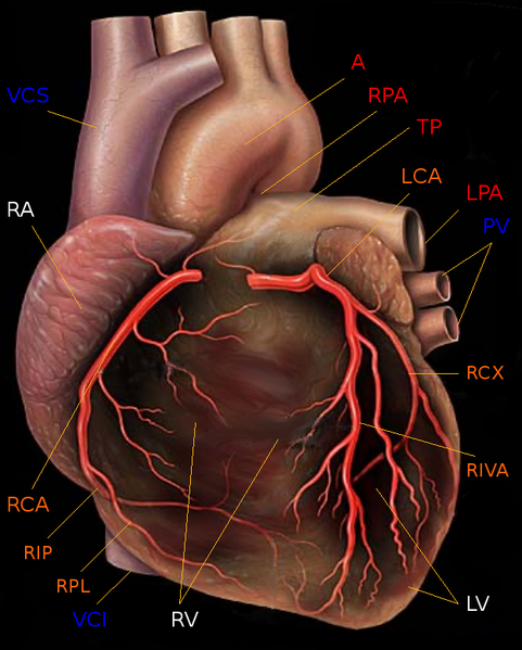 Fil:Human heart with coronary arteries new.png