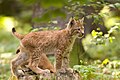 Lynx cub poing.jpg
