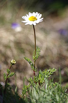 Tripleurospermum maritimum.JPG