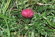 Cirsium acaule eF.jpg