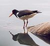 Oystercatcher pecking the water.jpg