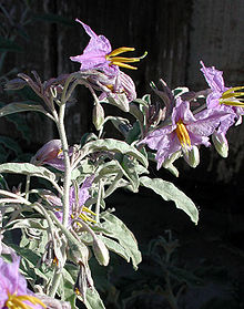 Solanum eleagnifolium az.jpg