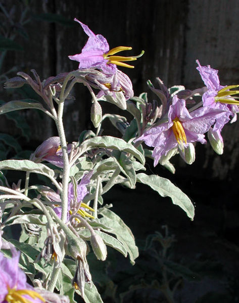 Fil:Solanum eleagnifolium az.jpg