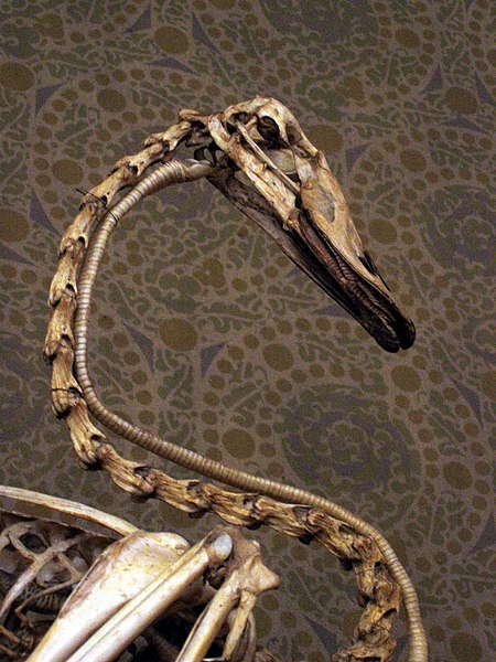 Fil:Swan neck skeleton.jpg