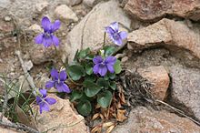 Viola rupestris 18032006.JPG