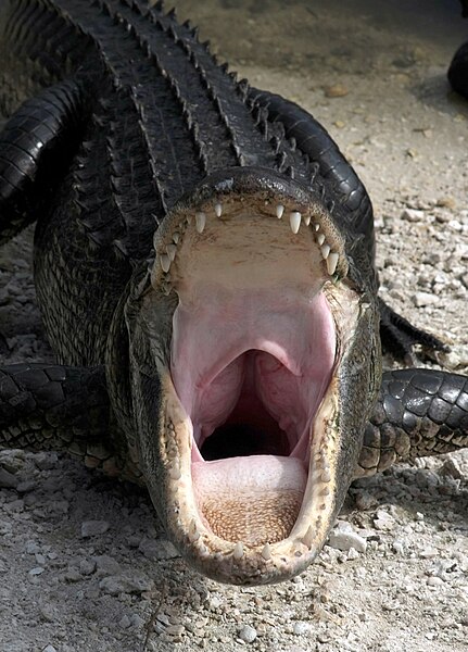 Fil:Alligator mississippiensis yawn.jpg