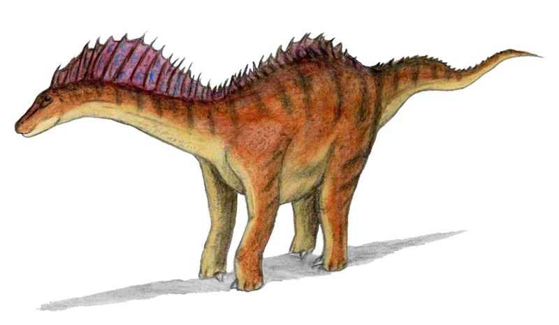 Fil:Amargasaurus.jpg