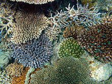 Koraller