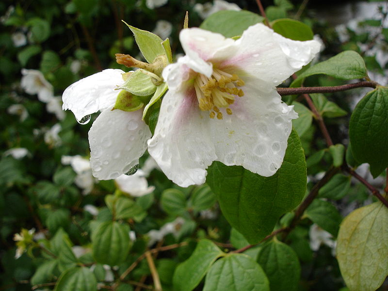 Fil:Philadelphus Sybille1UME.jpg