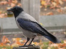 Gråkråka (Corvus corone cornix)