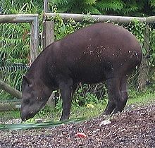 låglandstapir Tapirus terrestris