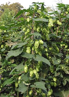 Humle, honplanta (Humulus lupulus)