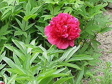 Paeonia officinalis officinalis1.jpg