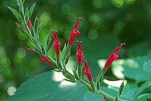 Salvia elegans.jpg