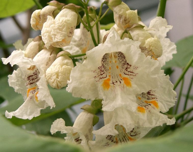 Fil:Catalpa bignonioides Aurea1.jpg