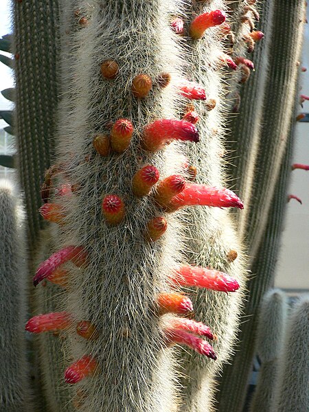 Fil:Cleistocactus strausii2.jpg