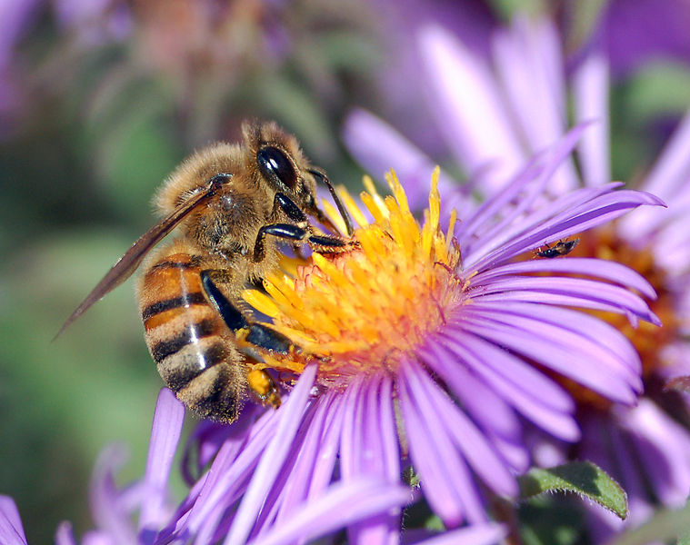 Fil:European honey bee extracts nectar.jpg