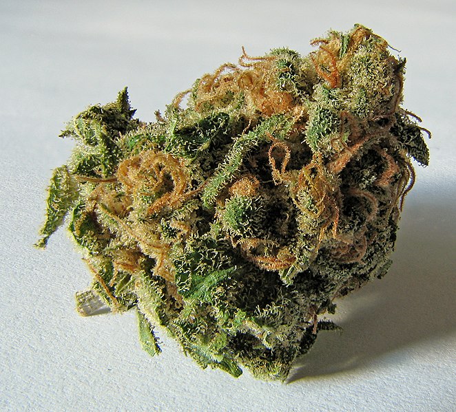 Fil:Macro cannabis bud.jpg