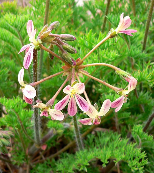 Fil:Pelargonium triste 1.jpg