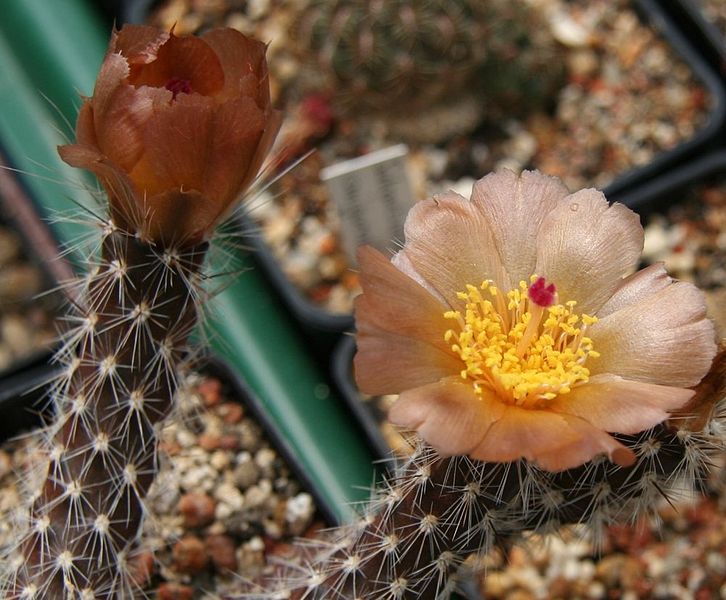 Fil:Pterocactus valentinii.jpg