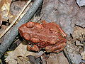 Red Bufo americanus.JPG