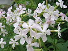 Saponaria officinalis1SHSU.jpg