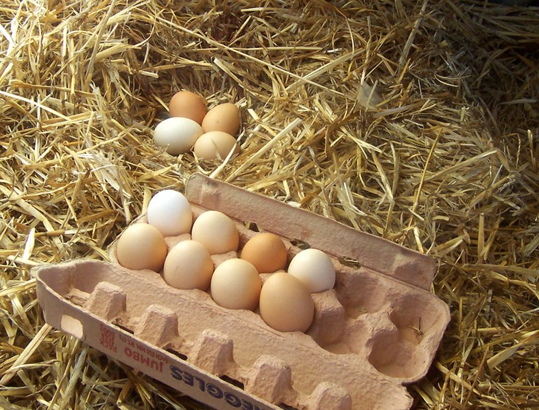 Fil:Freerange eggs.jpg