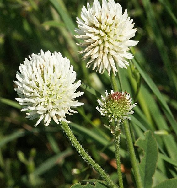 Fil:Trifolium montanum 290504.jpg
