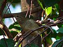 Japanese Bush Warbler