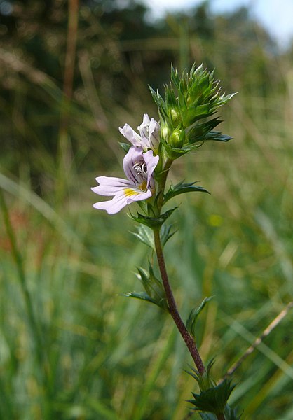 Euphrasia stricta 190807.jpg