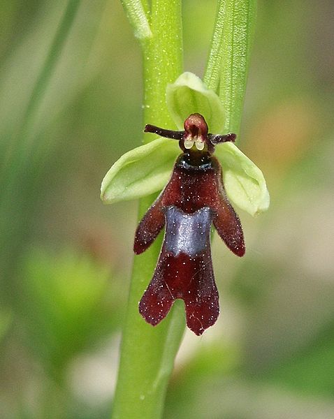 Fil:Ophrys insectifera flower.jpg