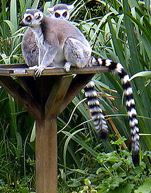 Ringsvanslemur (Lemur catta)