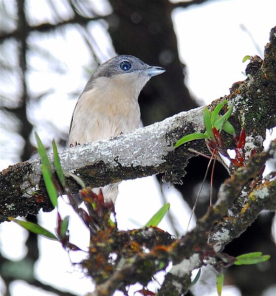 Fil:Silver-breasted Broadbill.jpg