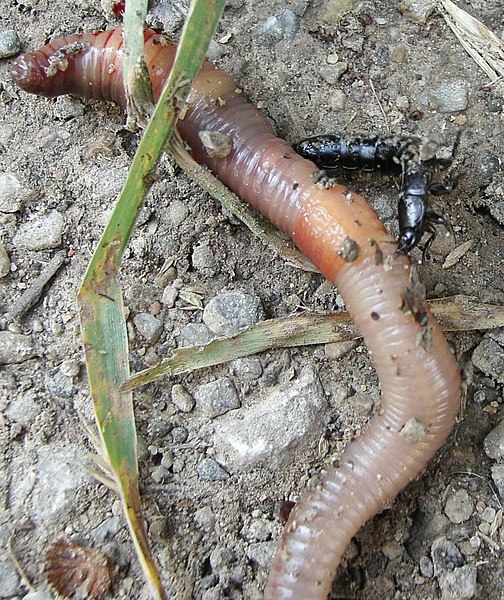 Fil:Staphylinus.olens.vs.lumbricus.terrestris.jpg