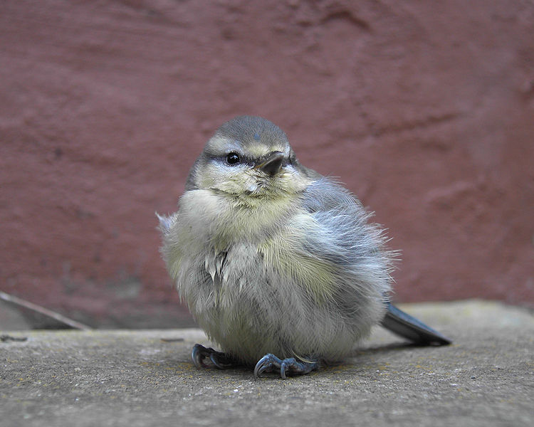 Fil:Young Parus caeruleus.jpg