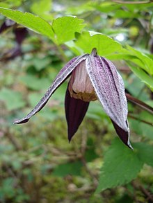 Clematis ochotensis1a.UME.jpg