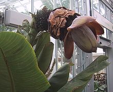 Ensete superbum