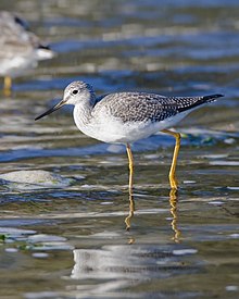 Greater Yellowlegs2.jpg