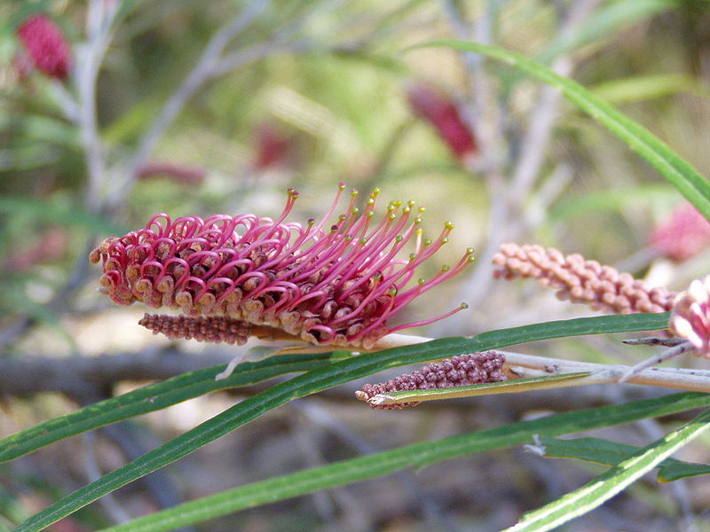 Fil:Grevillea aspleniifolia 03.jpg