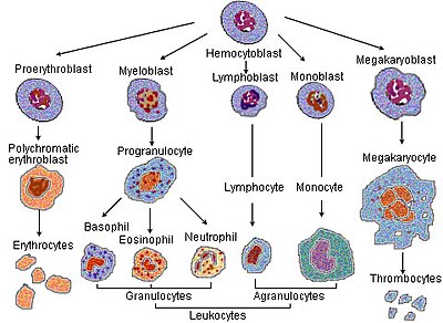 Illu blood cell lineage.jpg