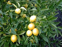 Citron (Citrus limon)