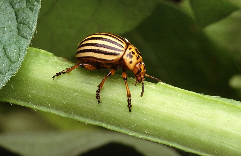 Fil:Colorado potato beetle.jpg